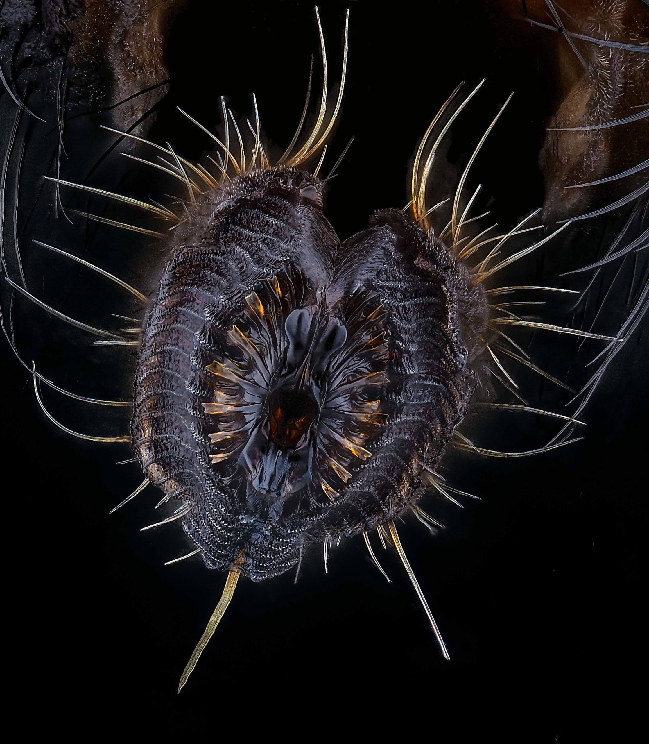 Proboscis of a housefly. (Image: Oliver Dum)