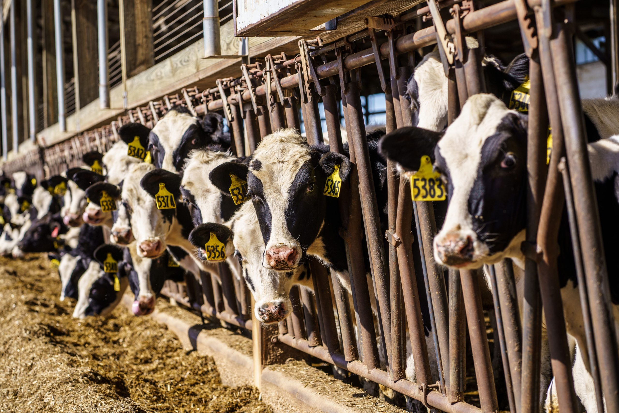 Cows at a dairy farm in Wisconsin in 2020. (Photo: KEREM YUCEL/AFP, Getty Images)