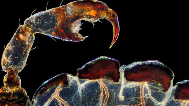 2021’s Best Photos of the Microscopic World