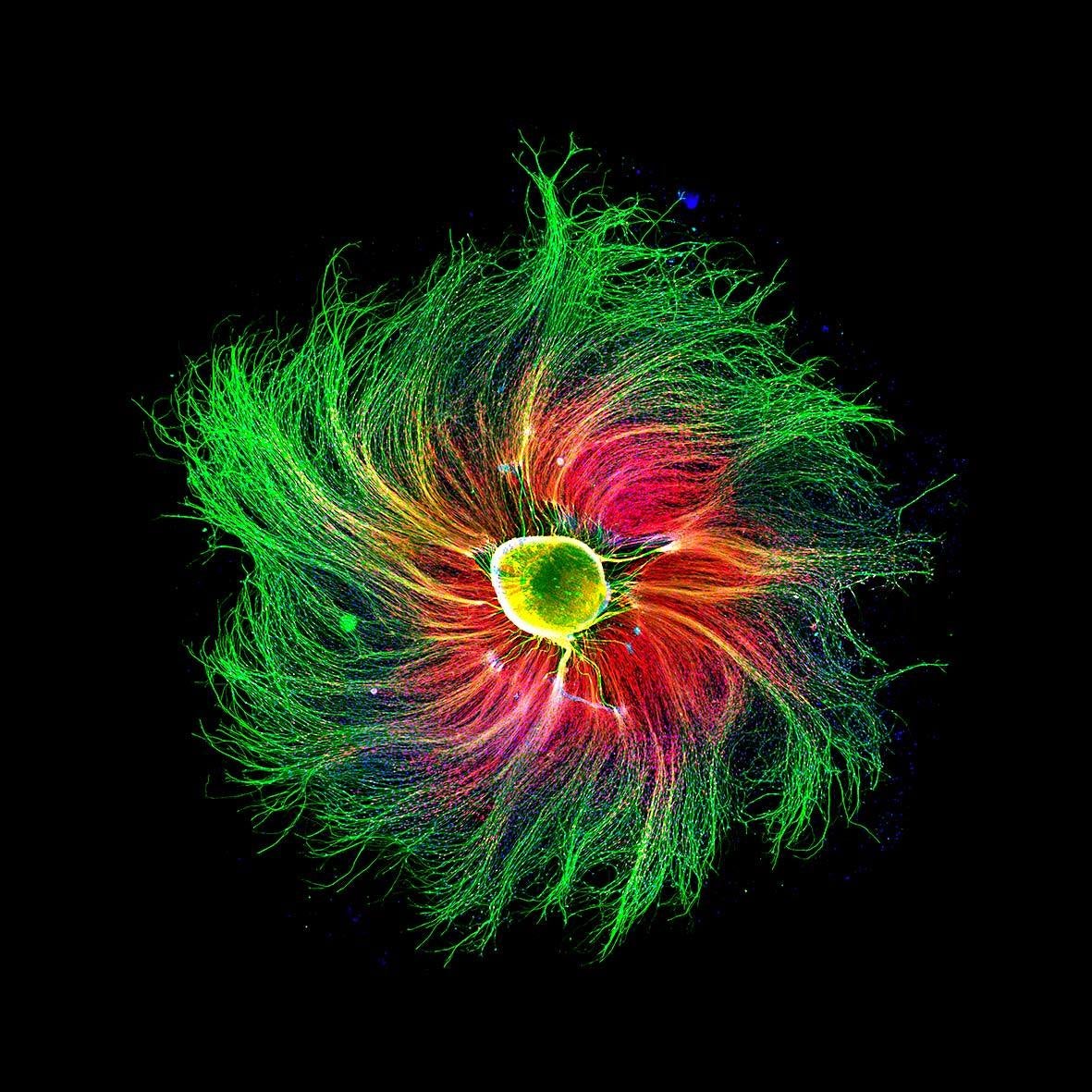 Sensory neuron from an embryonic rat.  (Image: Paula Diaz)