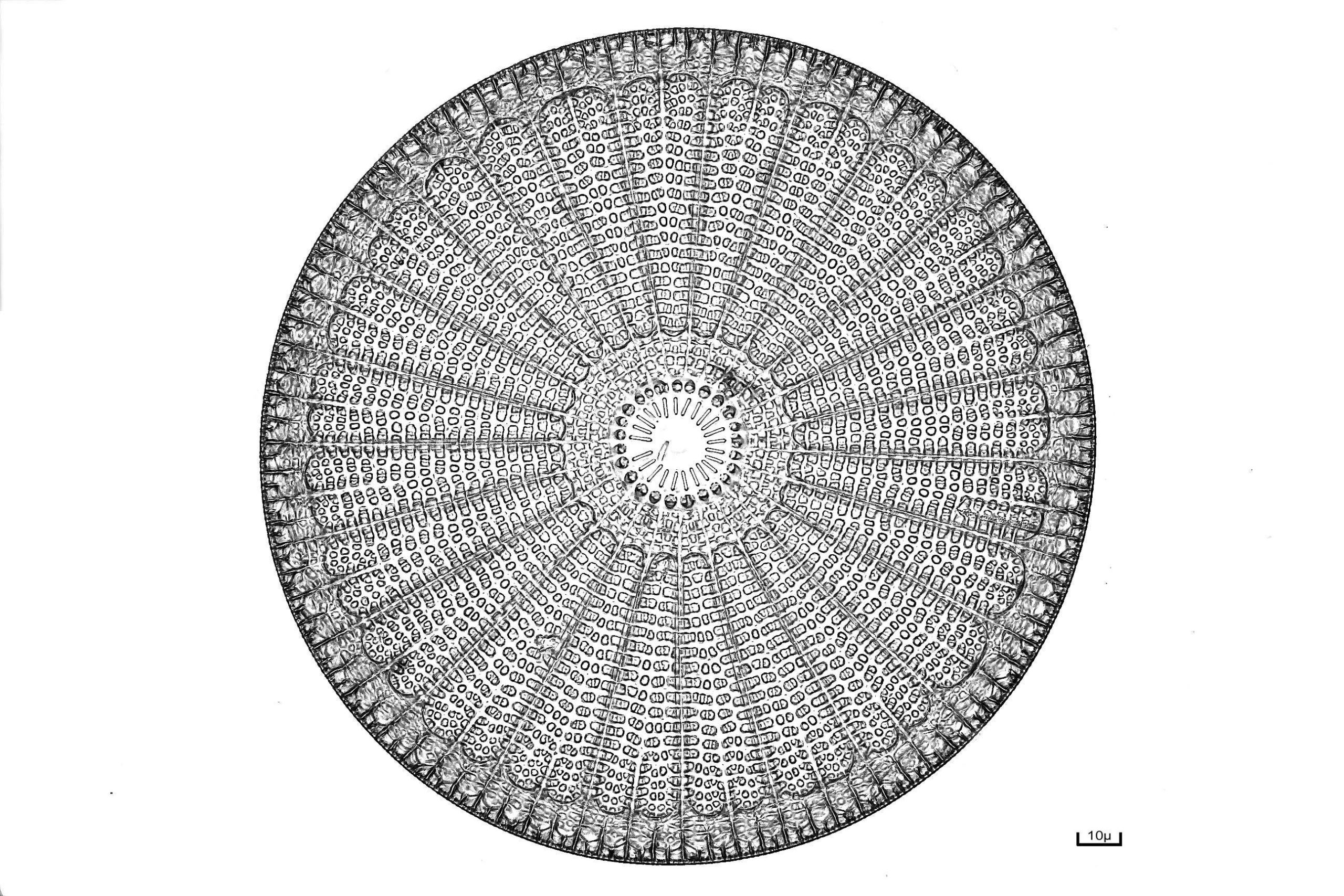A diatom at 40-times magnification.  (Image: Bernard Allard)