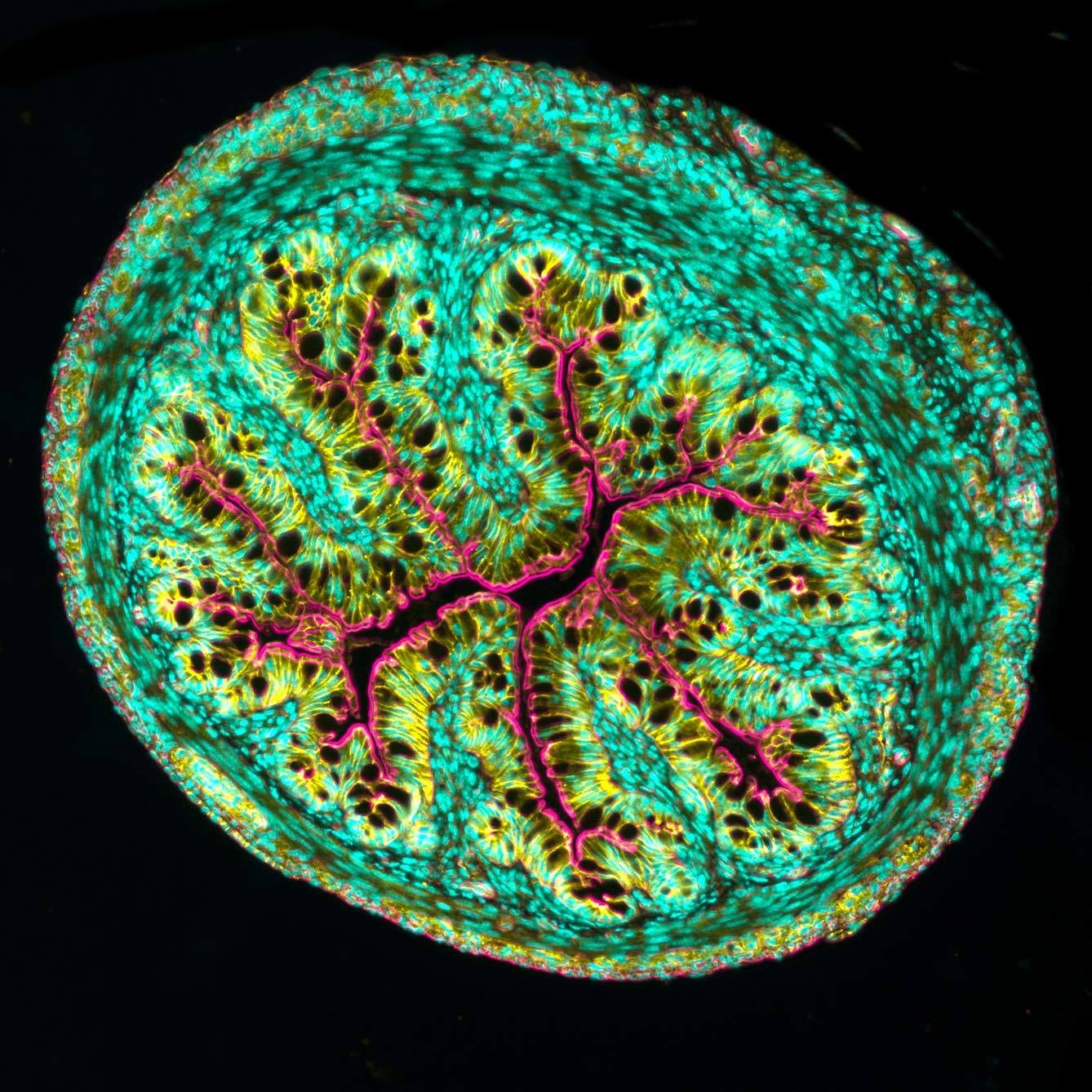 Cross section of a mouse intestine, shown at 10-times magnification.  (Image: Amy Engevik)