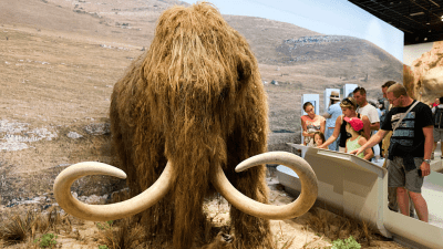 Woolly Mammoth CRISPR Hybrids Could Exist By 2027
