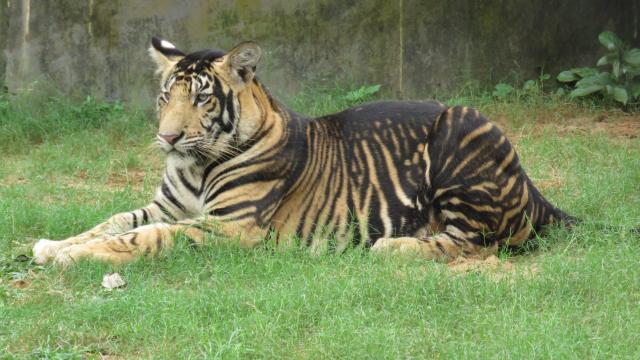 India’s ‘Black Tigers’ Have Unusually Thick Stripes Thanks to a Genetic Mutation