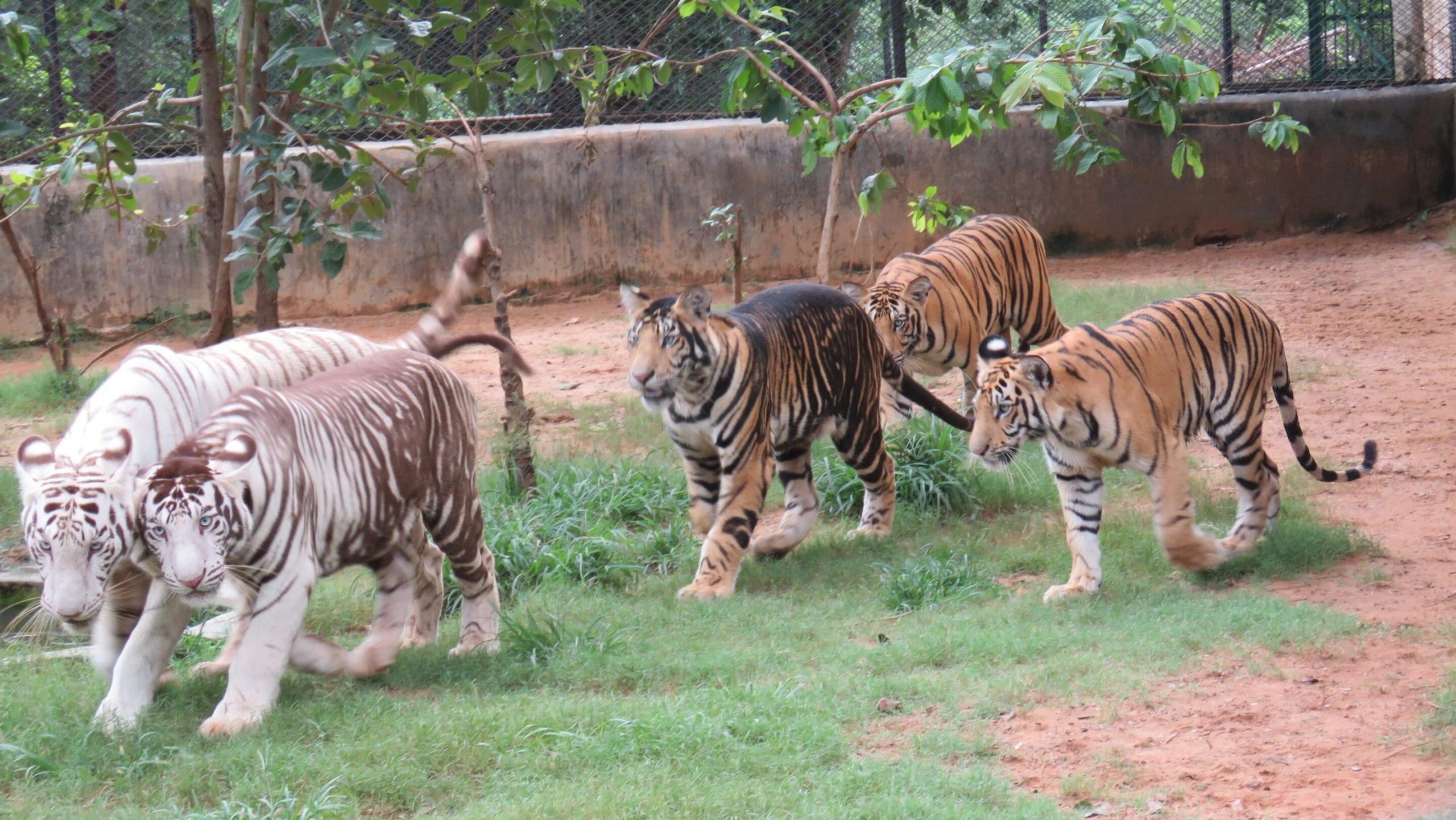 India's 'Black Tigers' Have Unusually Thick Stripes Thanks to a