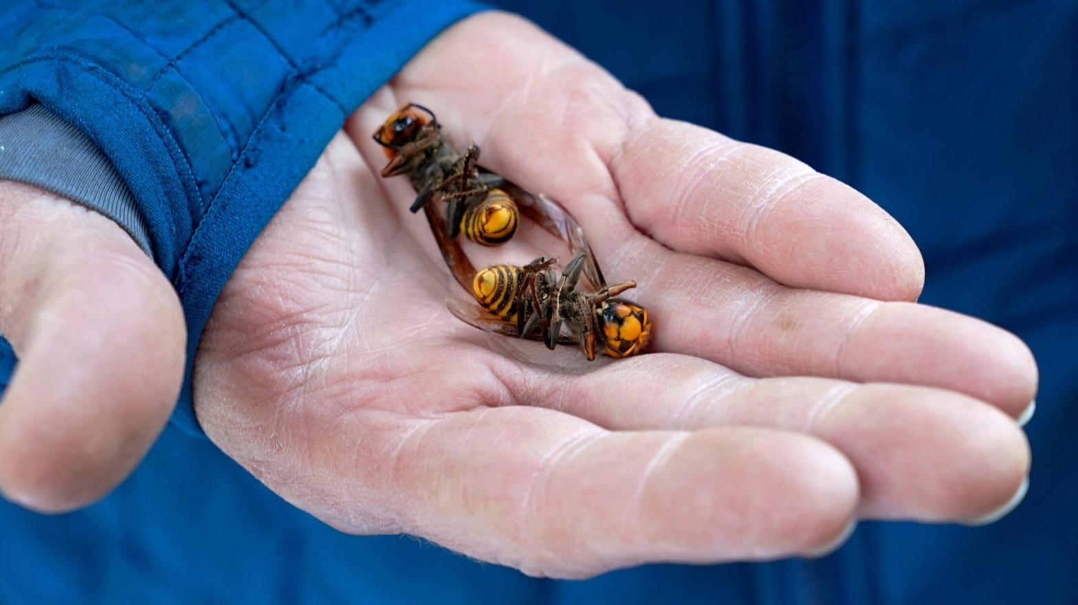 A Washington State Department of Agriculture worker holding two murder hornets.  (Image: Elaine Thompson, AP)
