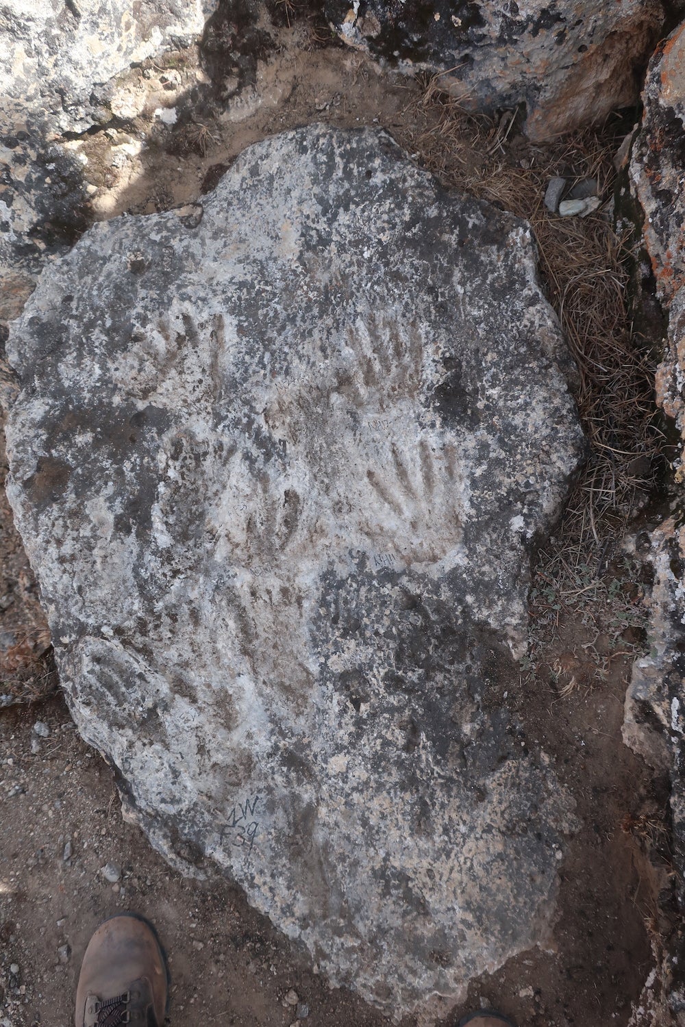 The fossil prints (Photo: D.D. Zhang et al. / Science Bulletin)