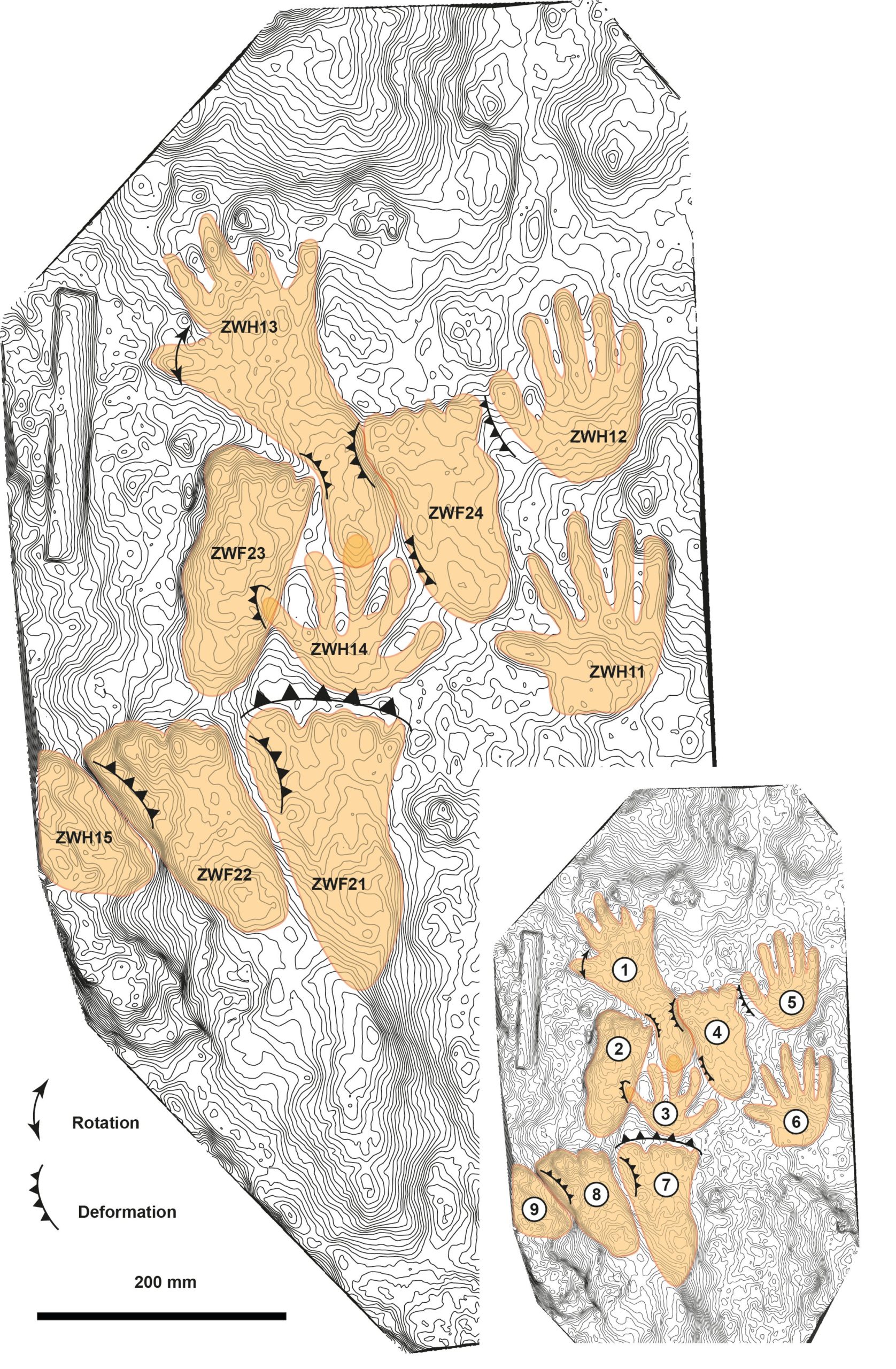 Image showing the positions of each print.  (Graphic: D.D. Zhang et al. / Science Bulletin)