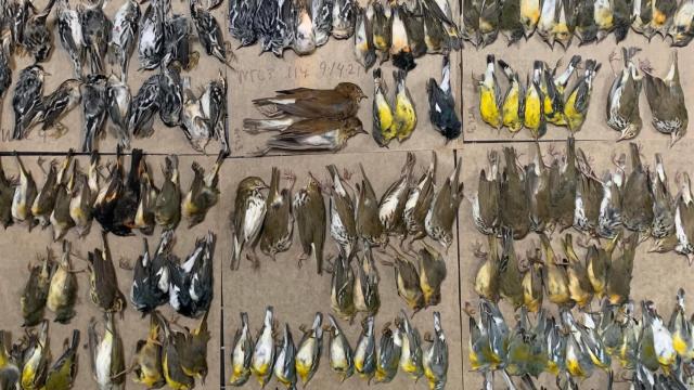 ‘I Was Just in Shock’: Mass Bird Death Reported in New York City