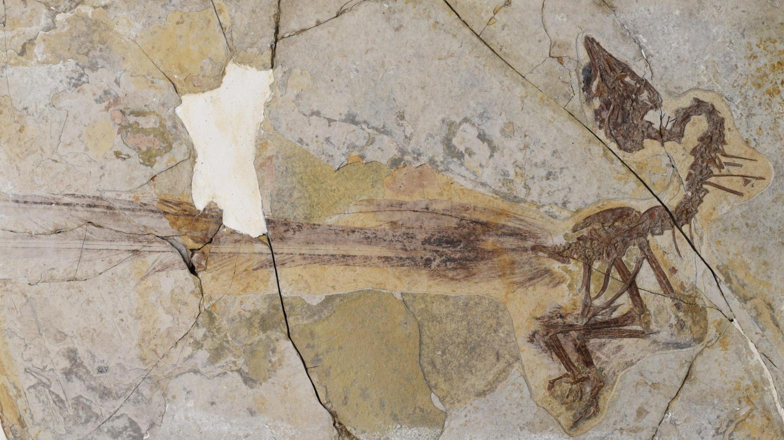 The new ancient bird fossil showing a pair of elongated tail feathers.  (Image: M. Wang et al., 2021/Current Biology)