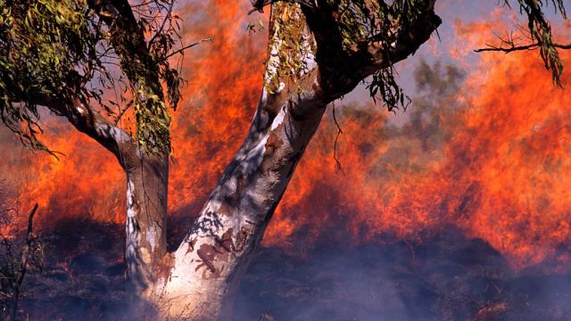 This New App Can Track And Map Bushfires In The Northern Territory
