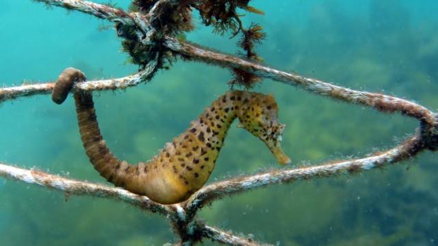 Pregnant Male Seahorses Support Up To 1,000 Growing Babies By Forming A Placenta