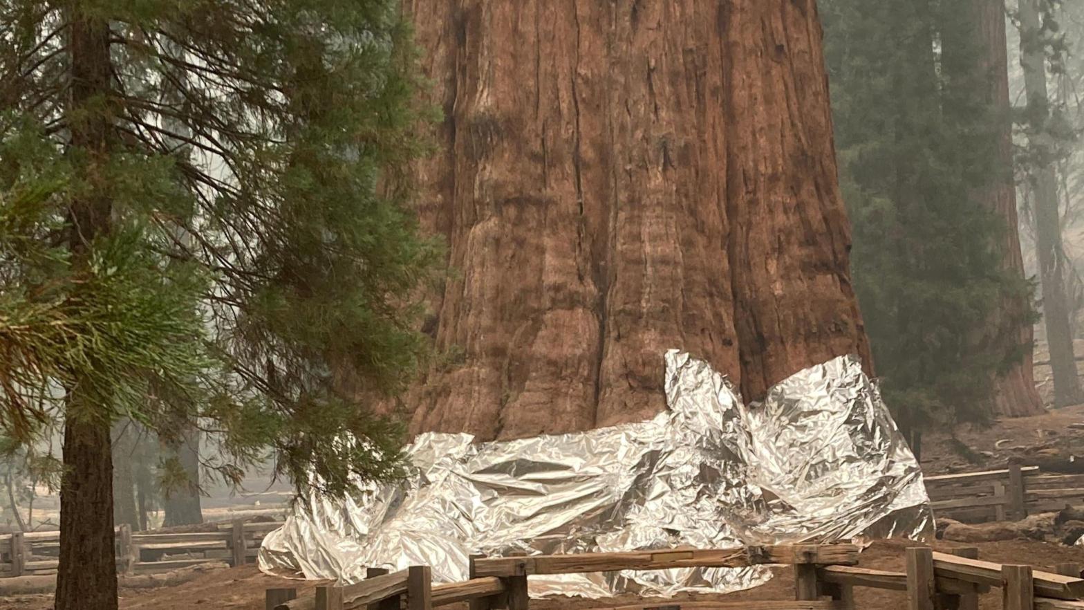 The base of General Sherman, the largest living organism on Earth, wrapped in foil to protect it from the KNP Complex Fire. (Photo: Inciweb/NPS)