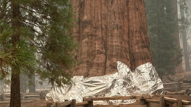 Firefighters Rush to Wrap Sequoias in Foil as Wildfire Nears