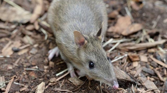 Australia’s Eastern Barred Bandicoot Has Clawed Its Way Back From Extinction