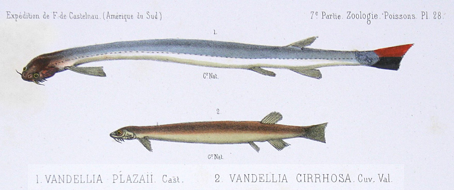 Vandellia, a close cousin of the species featured in the new study (Illustration: François-Louis Laporte, comte de Castelnau, Fair Use)