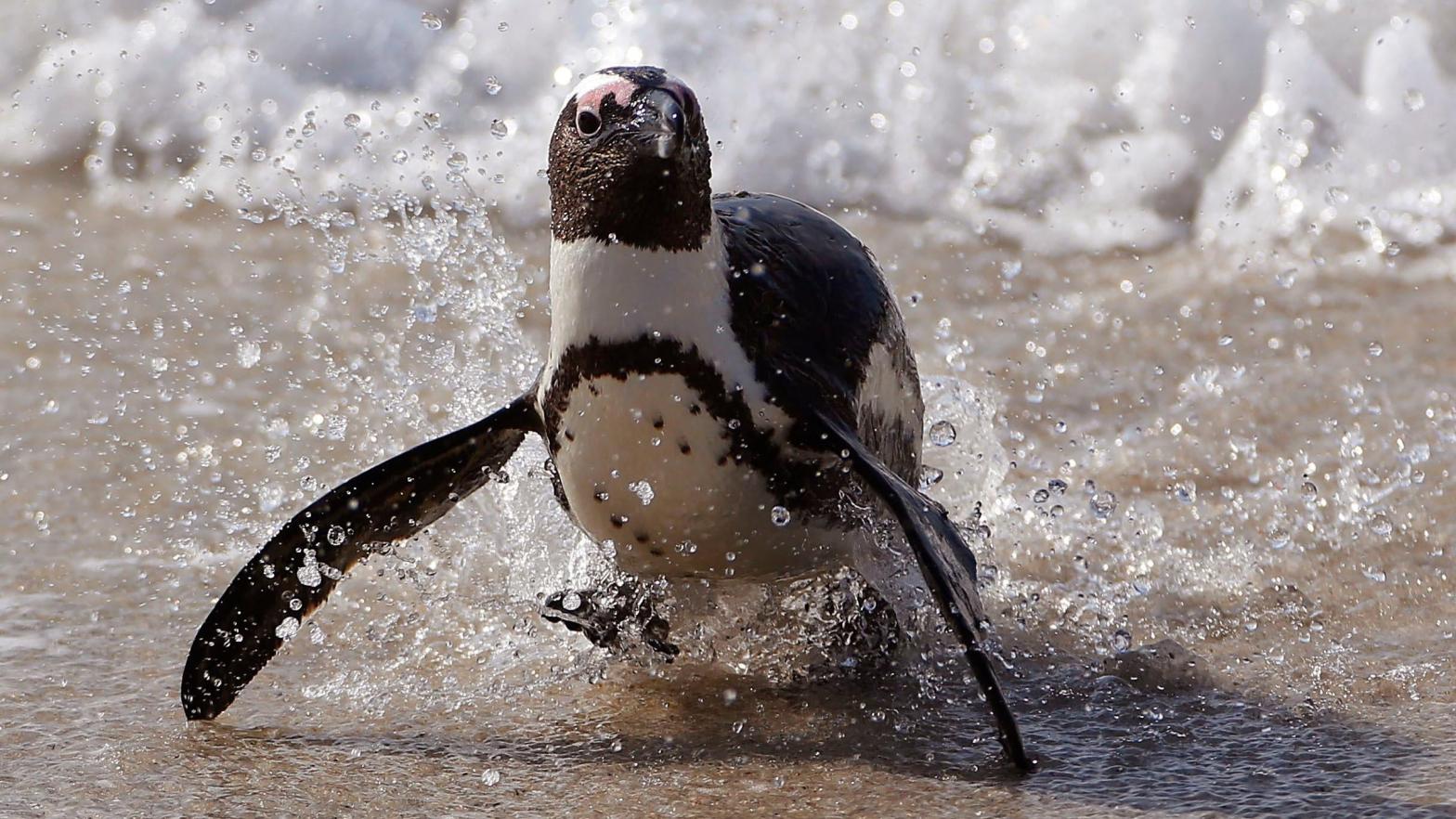An African penguin comes out of the ocean at Boulders Beach, South Africa, in this file photo taken on August 27, 2015.  (Image: Schalk van Zuydam, AP)