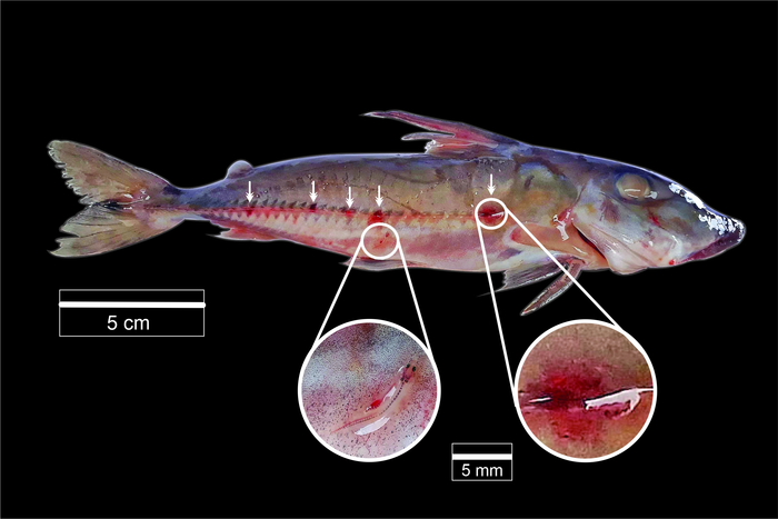 Doras phlyzakion with vampire fish (Paracanthopoma sp.) fixed into its epidermis close to the bony plates of the lateral line. Arrows: areas with reddish wounds. (Photo: Lubich et al.)