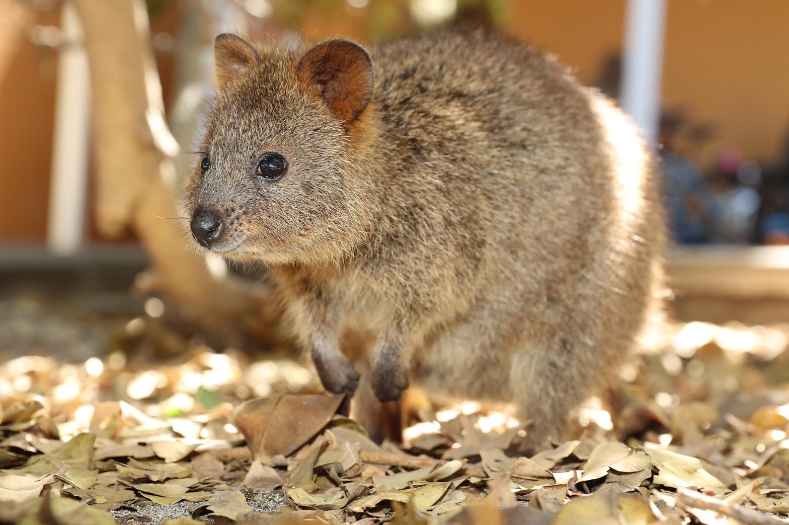 Supercomputer Named After The Quokka