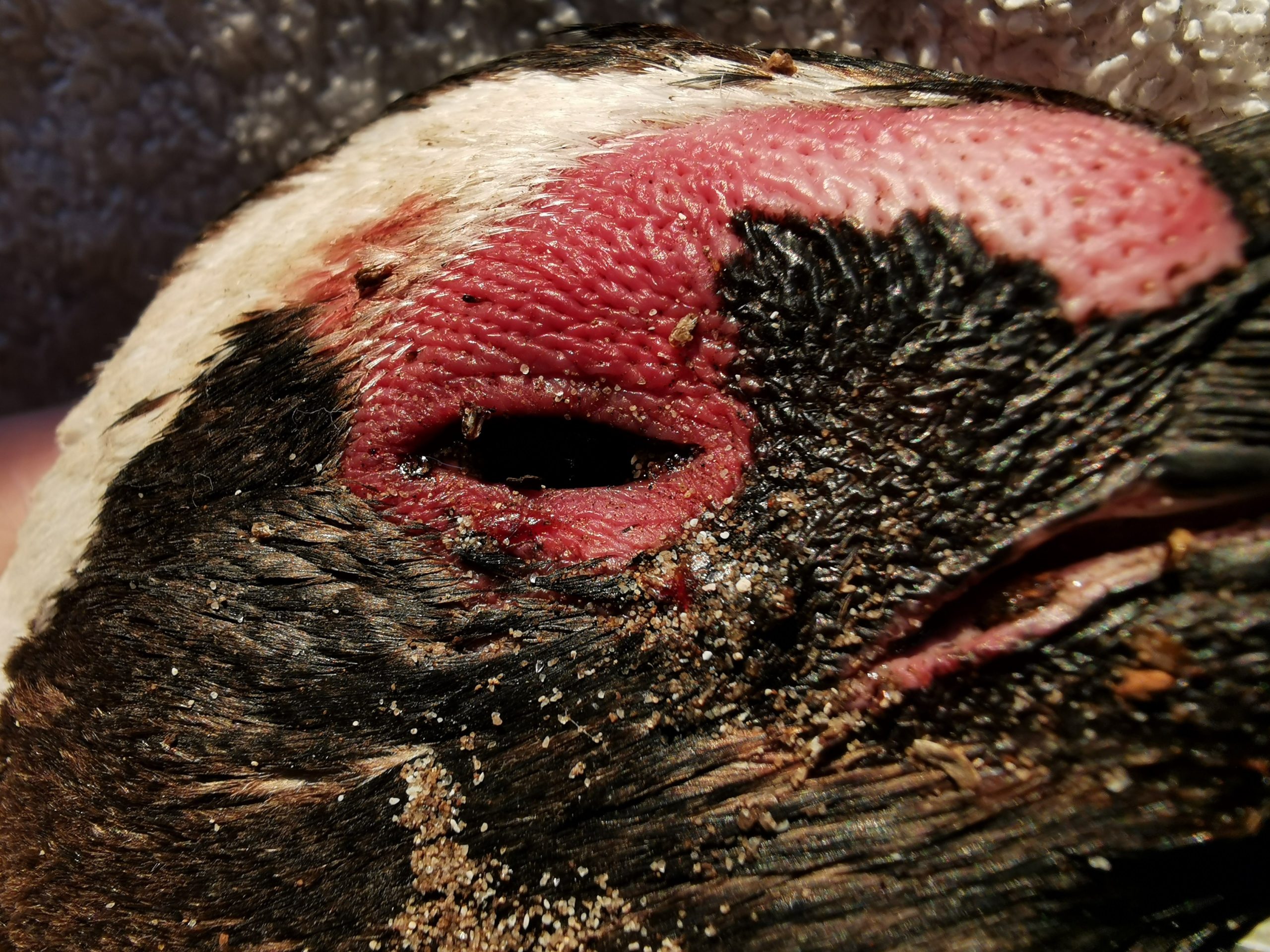 Close-up taken during the post-mortem.  (Photo: SANCCOB)