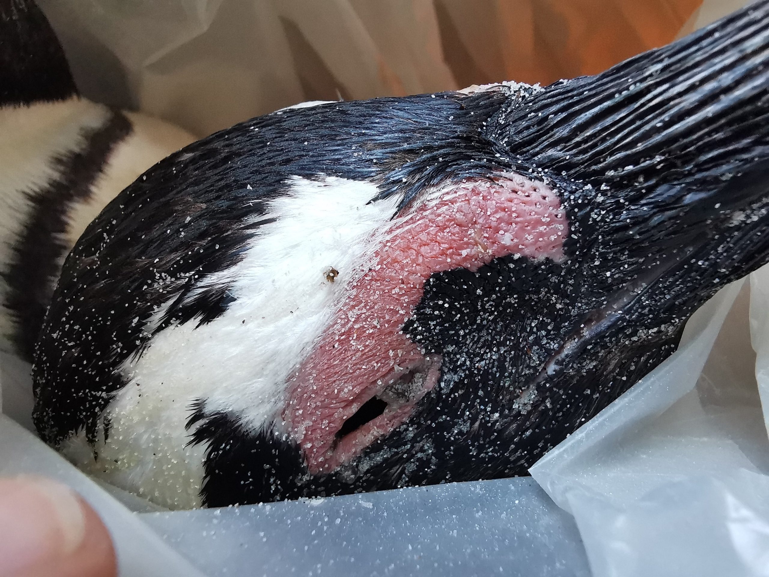 Many penguins were found with stings near their eyes.  (Image: SANCCOB)