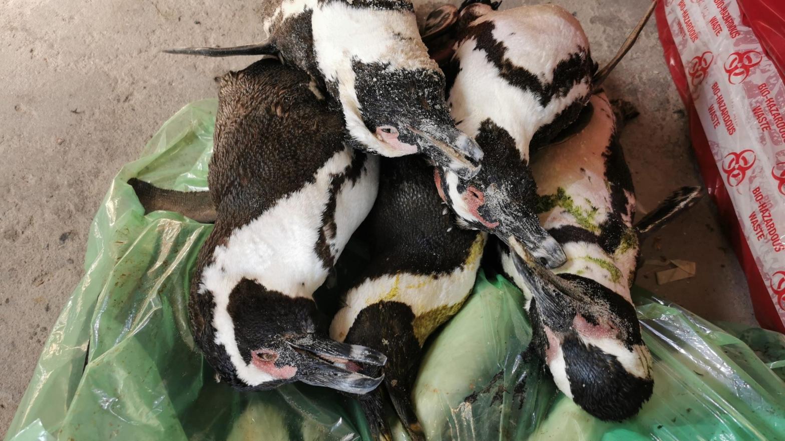 Dead African penguins being prepared for post-mortems.  (Image: SANCCOB)