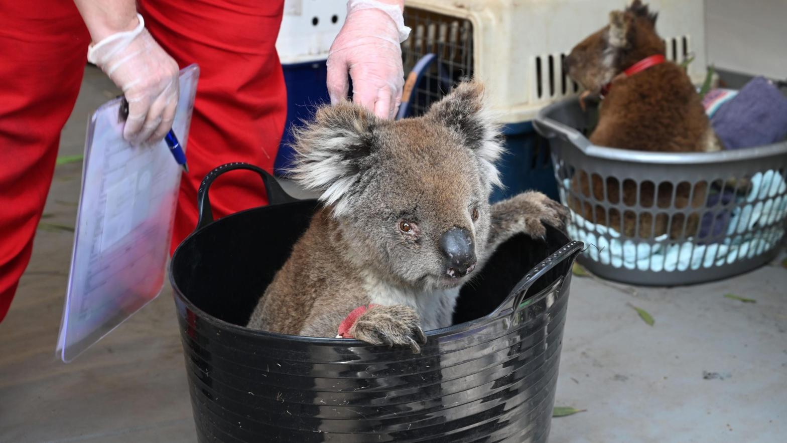 An injured Koala waits to be treated for burns at a makeshift field hospital at the Kangaroo Island Wildlife Park following bushfires on Kangaroo Island on Jan. 14, 2020. (Photo: Peter Parks/AFP, Getty Images)