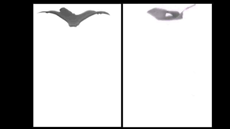 A free-falling microflier (right) compared to a tristellateia seed in free fall (left).  (Gif: Northwestern University/Gizmodo)