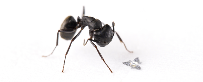 A microflier next to an ant to demonstrate scale. (Image: Northwestern University)