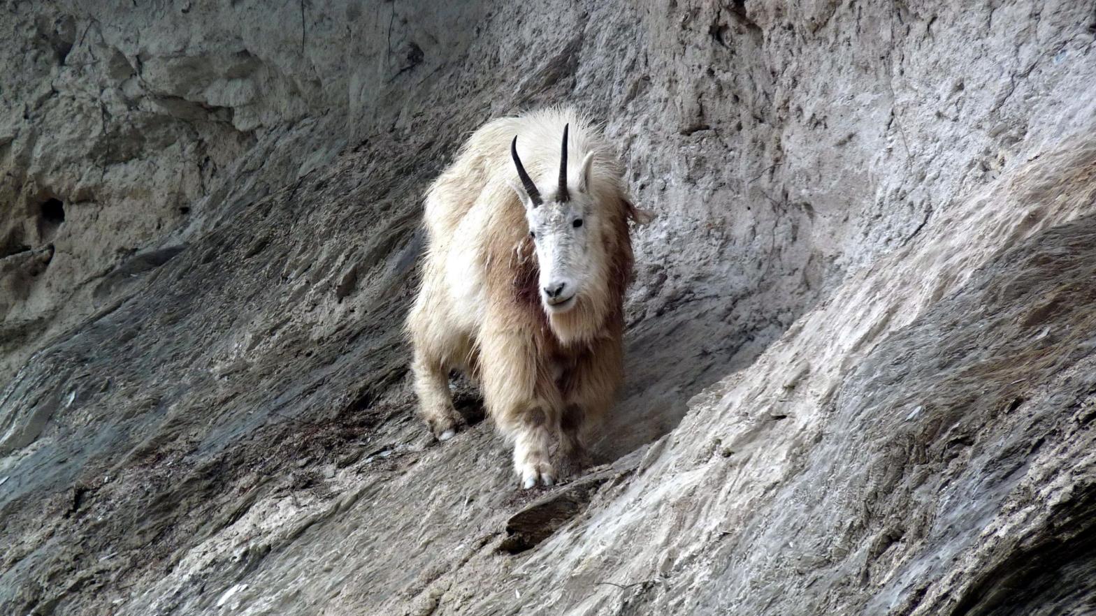 File photo of a mountain goat in Yoho National Park.  (Image: Parks Canada)