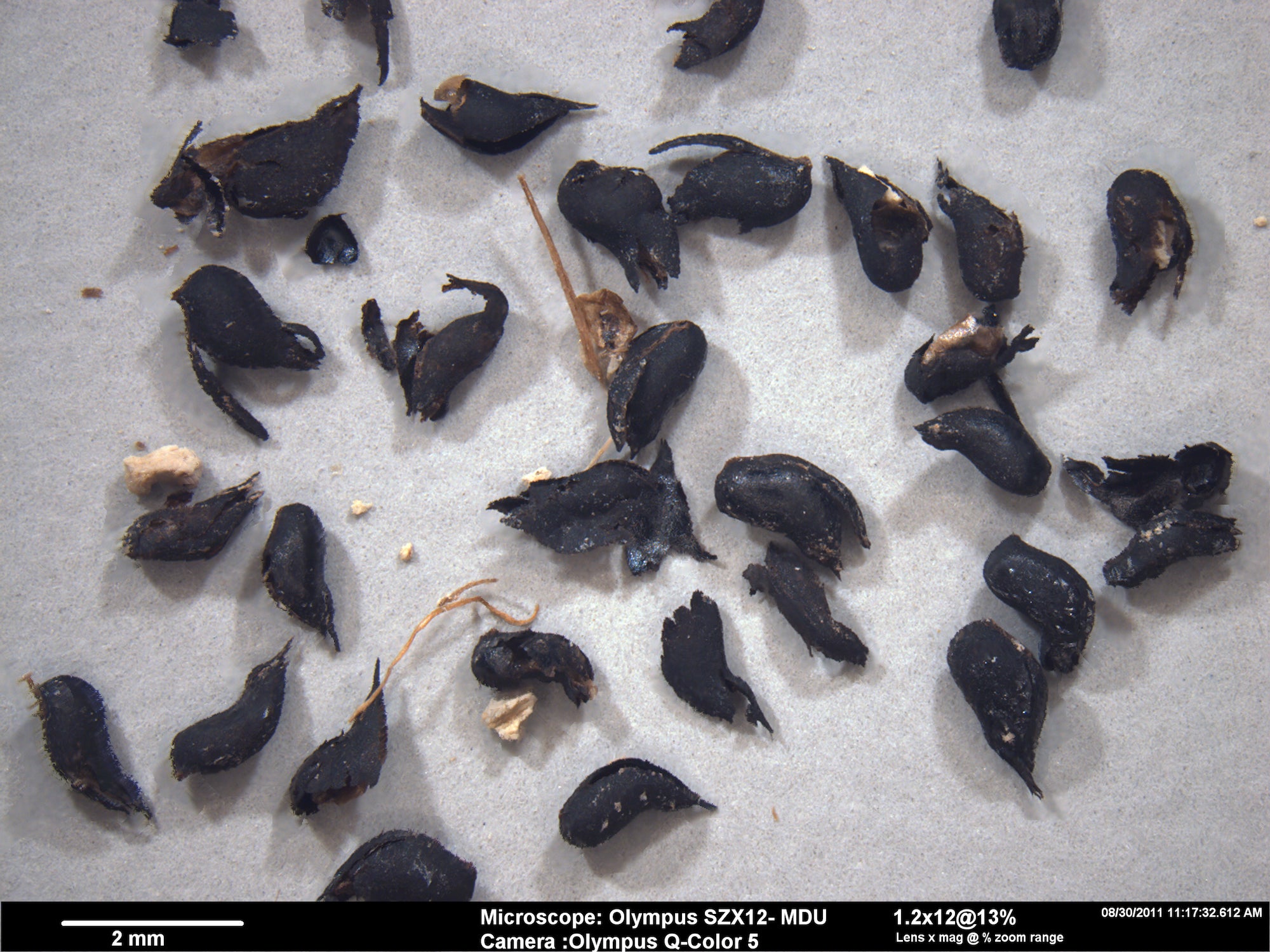The seeds used for dating the footprints (Photo: National Park Service, USGS, and Bournemouth University)