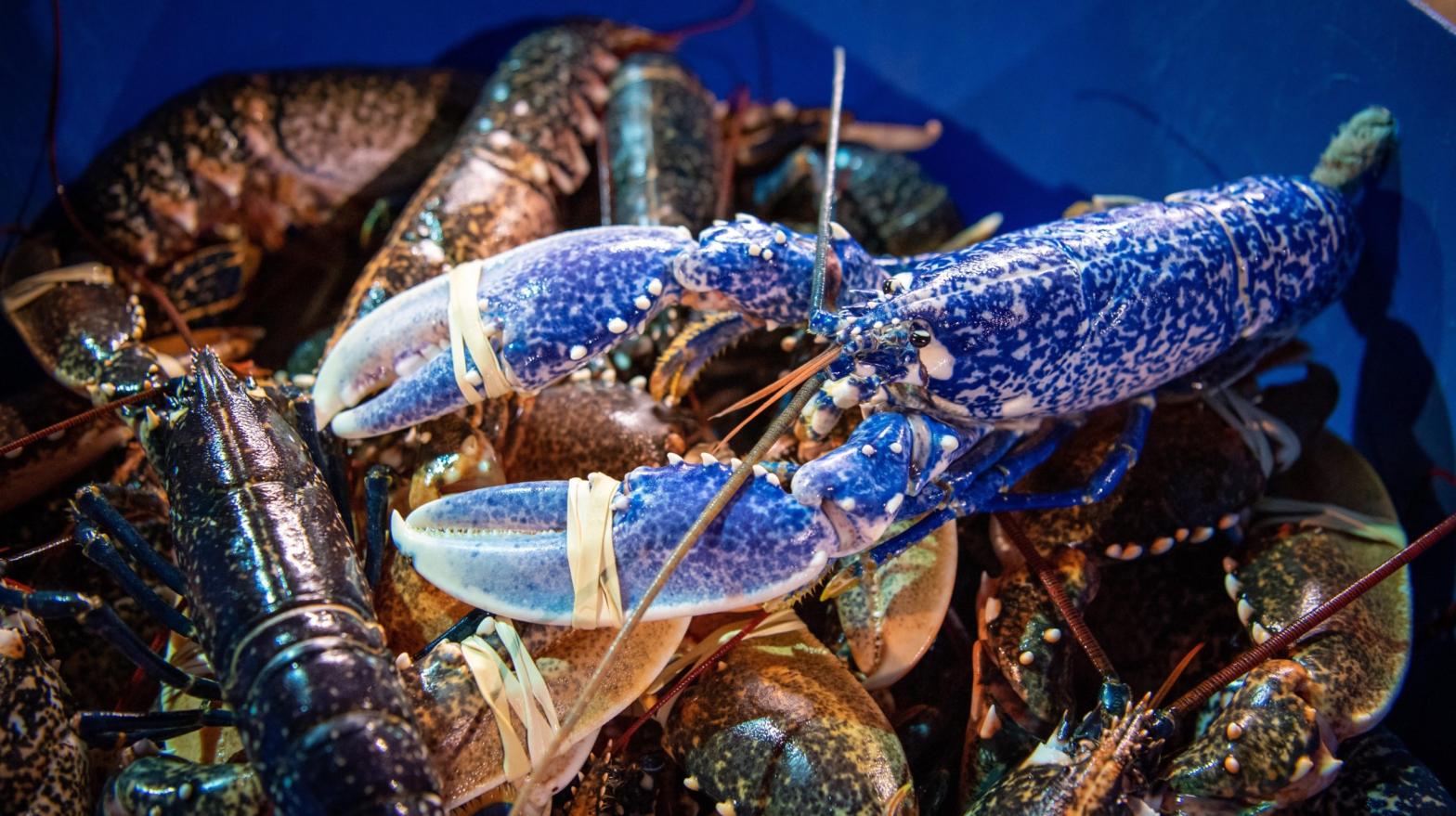 A blue lobster in Weymouth, England. (Photo: Finnbarr Webster, Getty Images)