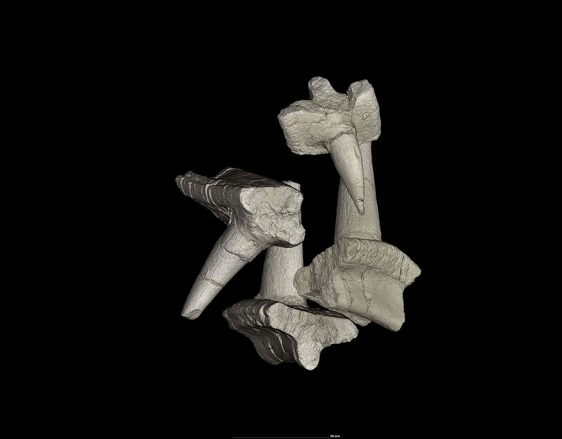The component fossils, which combine to form four spikes fused to an ankylosaur rib. (Gif: Trustees of the Natural History Museum)