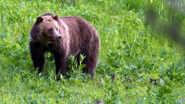 That Grizzly Bear Killed by a Mountain Goat Was Innocent