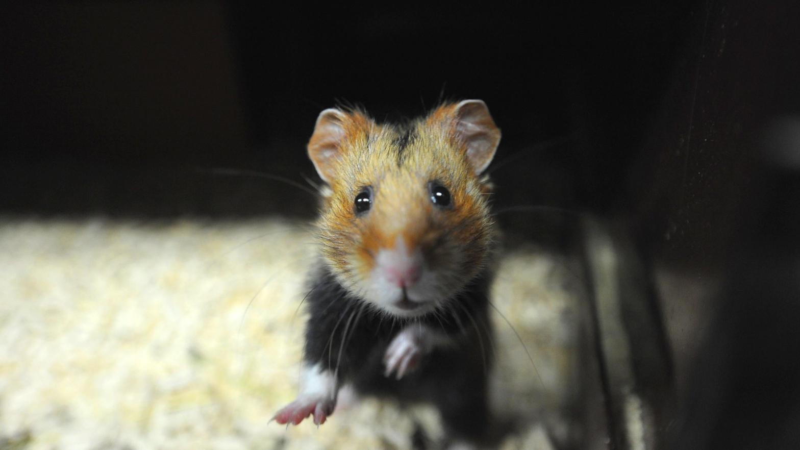 A hamster, not Goxx.  (Photo: FREDERICK FLORIN/AFP, Getty Images)
