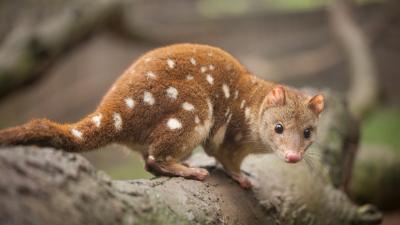 Endangered Aussie Animals Have Found a New Home in Western Sydney