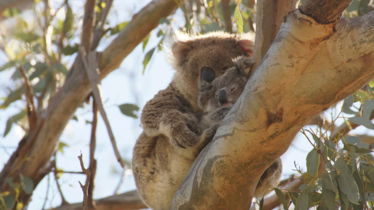 Save the koalas