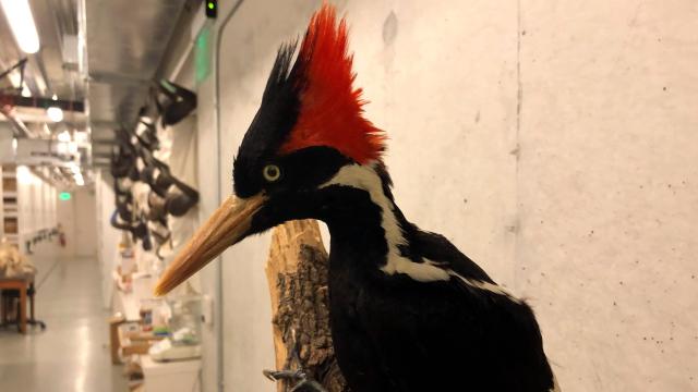 U.S. Declares Ivory-Billed Woodpecker, 22 Other Species Extinct