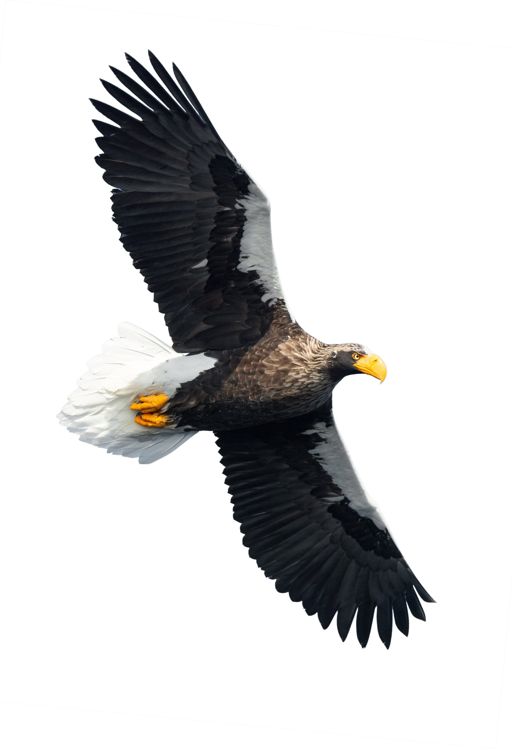 The National Aviary provided this image of a Stellar's sea eagle in flight for reference. (Image: National Aviary)