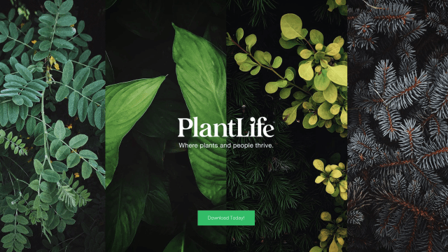 PlantLife Is the Purest Social Platform I’ve Ever Tried