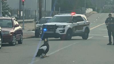 A Giant Eagle Named Kodiak Is on the Loose in Pittsburgh