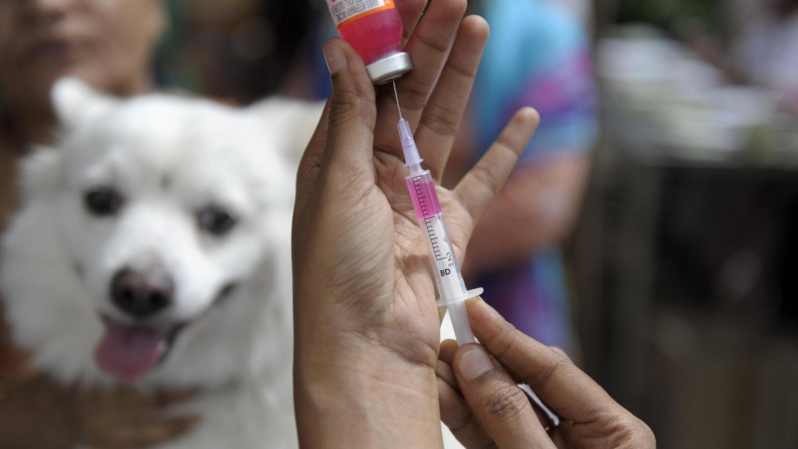 A health care worker in India preparing a rabies vaccine for a dog. Mass vaccination campaigns of pets have helped make human rabies infections a rarity in the U.S.  (Photo: Noah Seelam/AFP, Getty Images)