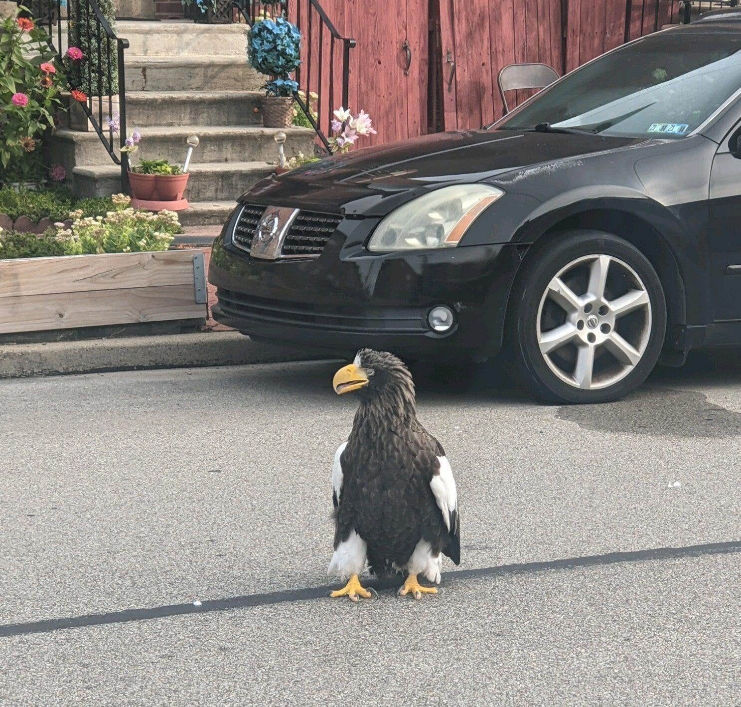 Why did the sea eagle cross the road? We may never know. (Photo: Jared Latchaw)