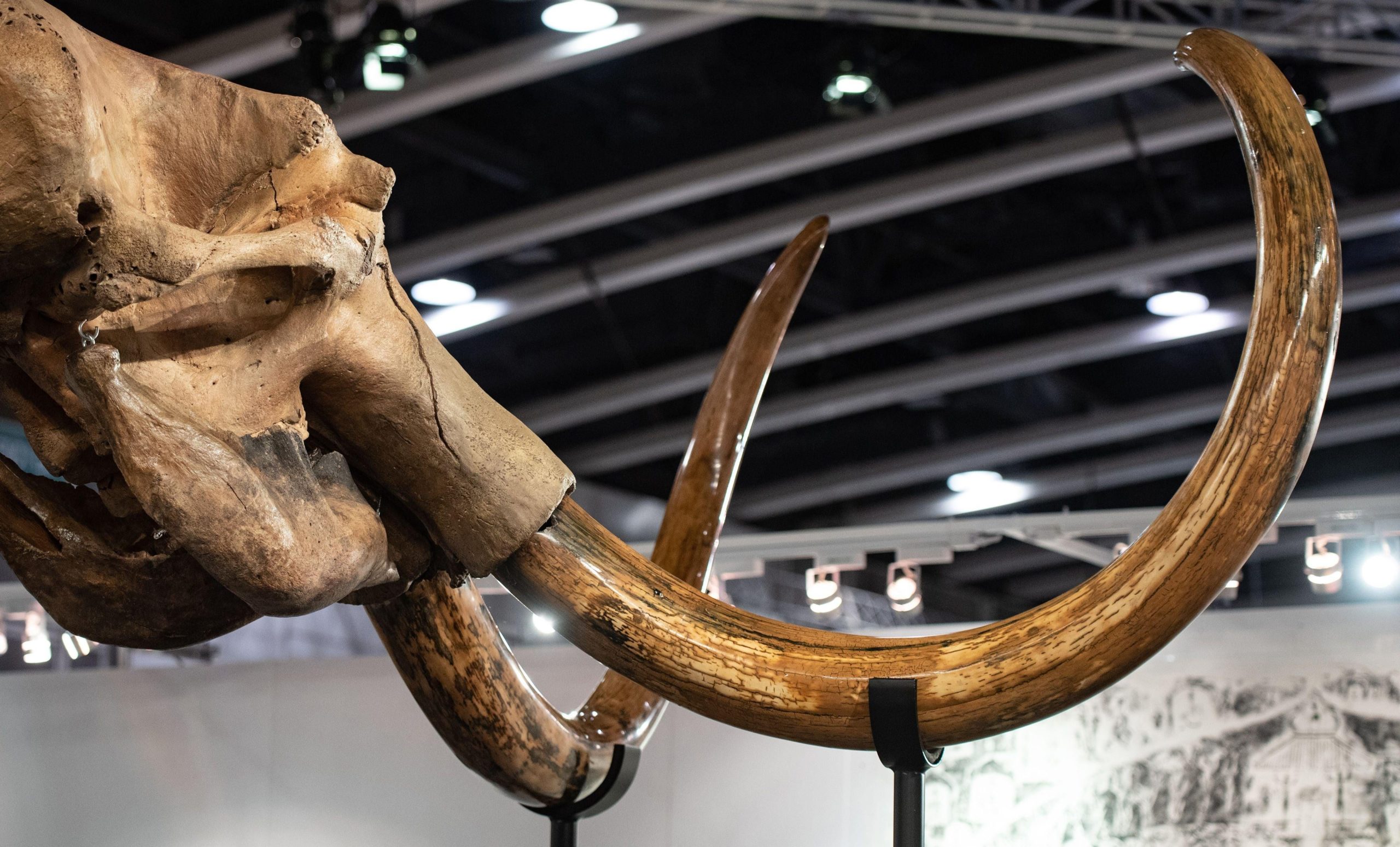 A woolly mammoth skeleton. The oldest sequenced DNA is from the teeth of a 1.2-million-year-old mammoth. (Photo: PHILIP FONG/AFP, Getty Images)