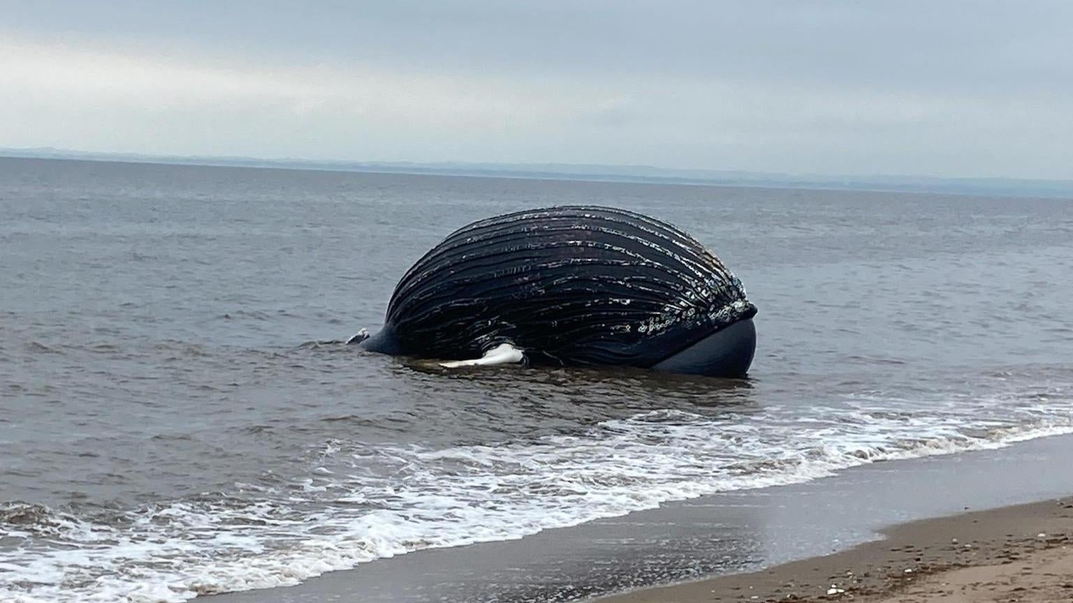 The humpback whale found off Staten Island last week (Photo: Atlantic Marine Conservation Society)