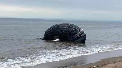 A Dead Whale Found Off New York’s Shore Had Human-Caused Injuries, Experts Say