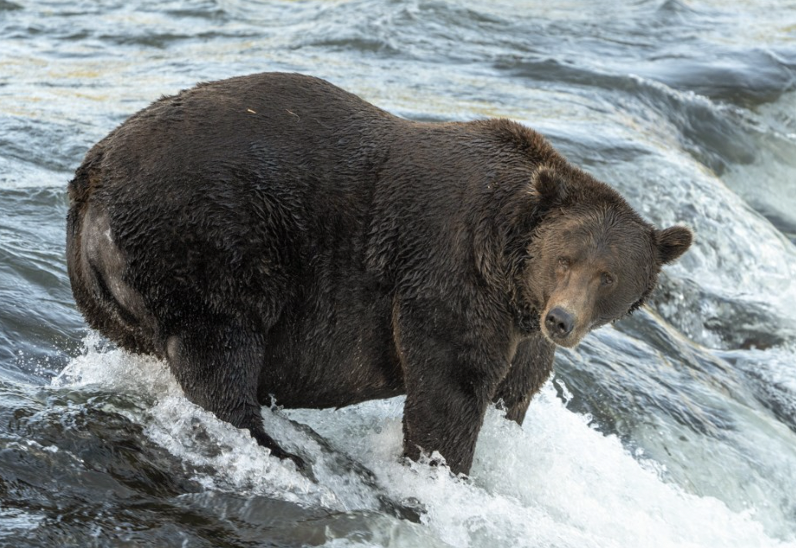 151 Walker, a 2021 Fat Bear Week finalist, showing off his bodacious bod. (Photo: Katmai National Park and Preserve/L. Law)