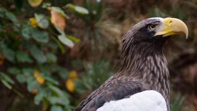 Kodiak the Eagle Has Been Captured After Week-Long Adventure in Pittsburgh