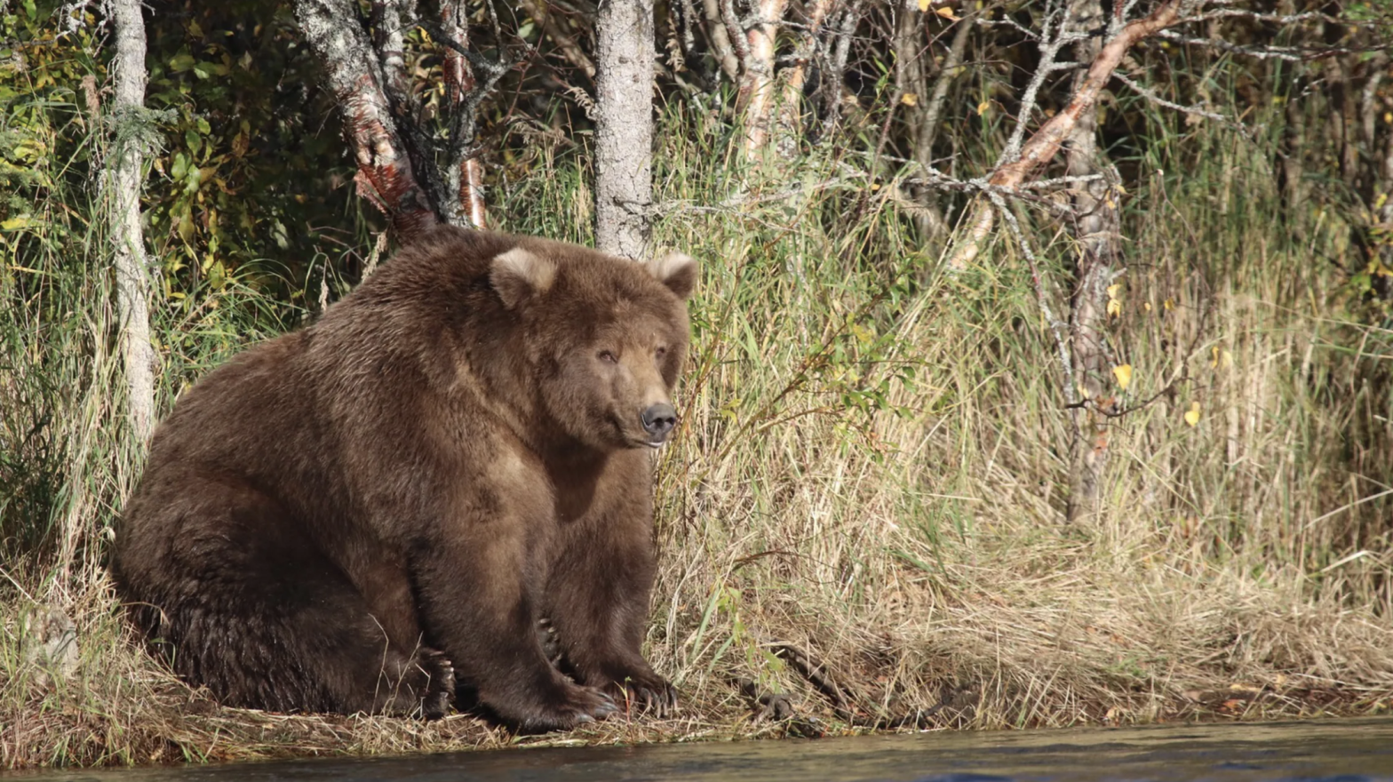 Beadnose, 2018's Fat Bear Week champion and the epitome of fat bearness. (Photo: Katmai National Park and Preserve)