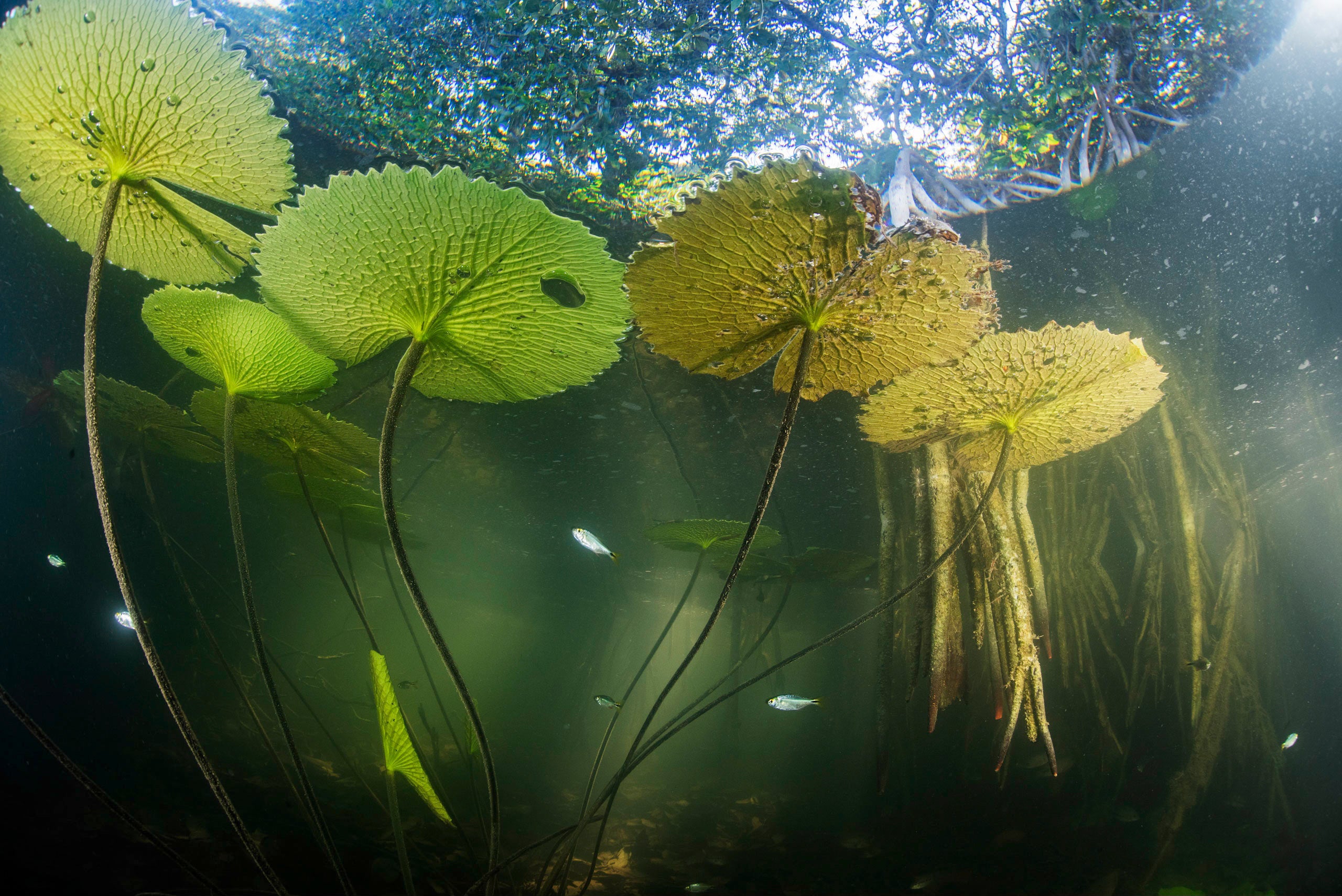 Lilypads in the mangrove forest, where many plants typically found in marine environments now live. (Photo: Octavio Aburto)